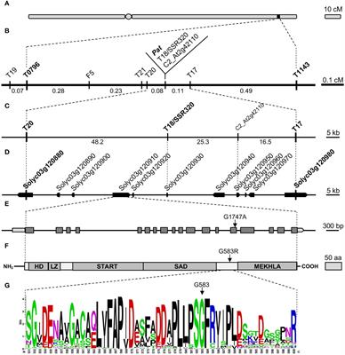 Genetic and molecular mechanisms underlying the parthenocarpic fruit mutation in tomato